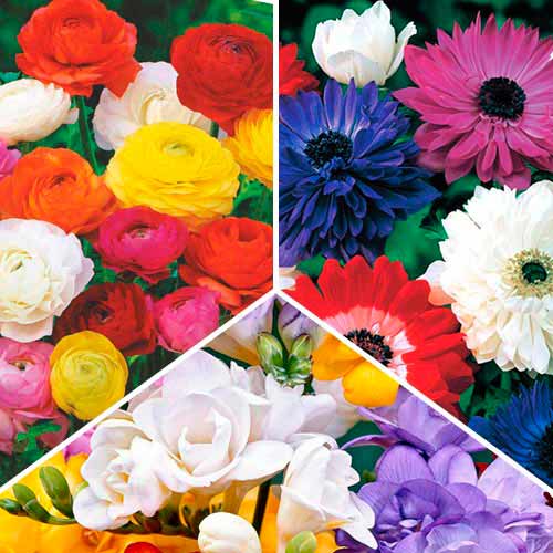 1 szt, Super oferta! Zawilec (anemone) St. Brigid, Frezja Double, Jaskier, mix kolorow - Cebule: Ilość w opakowaniu: 30 cebul