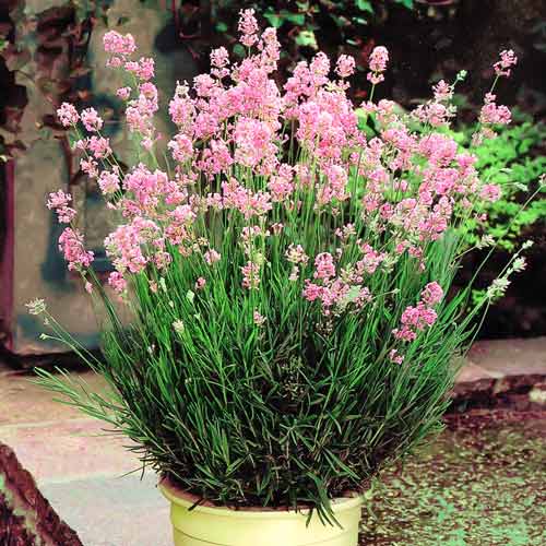 1 szt., Lawenda wąskolistna Rosea - Sadzonki: Ilość w opakowaniu: 1 szt.