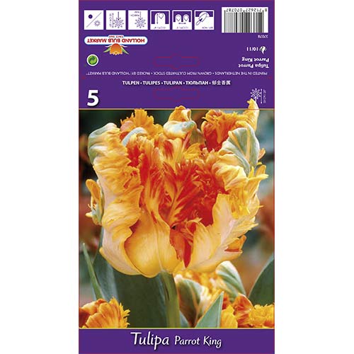 Tulipan papuzi Parrot King - Cebule: Ilość w opakowaniu: 5 szt. - GradinaMax