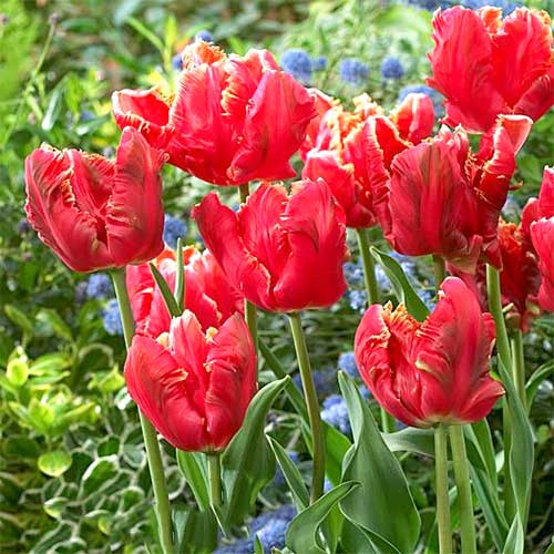 8 szt., Tulipan papuzi Lucky Parrot - Cebule: Ilość w opakowaniu: 8 szt.