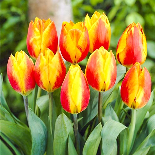 5 szt., Tulipan Hitparade - Cebule: Ilość w opakowaniu: 5 szt.