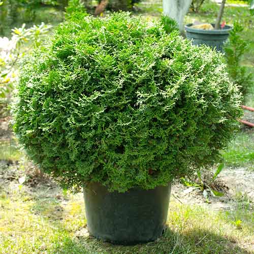 1 sadz, Żywotnik zachodni (Thuja) Tiny Tim - Sadzonki: Ilość w opakowaniu: 1 sadz