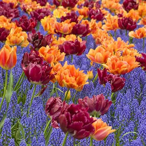 1 szt, Super oferta! Tulipan Herman Emmink, Tulipan Antraciet, Szafirek armeński, zestaw 30 cebul - Cebule: Ilość w opakowaniu: 30 szt.