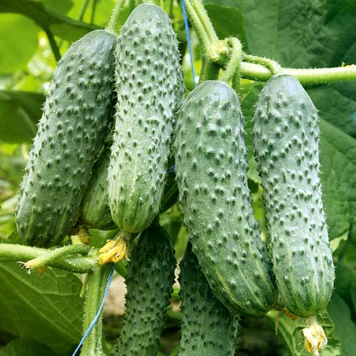 8 sadz, Ogórek Gruntowy 1 - Sadzonki: Ilość w opakowaniu: 8 sadz