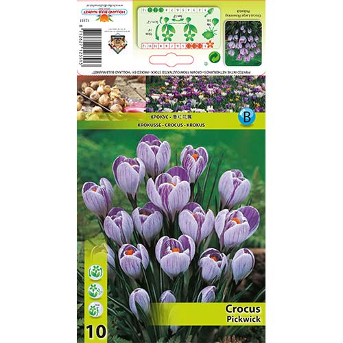 Krokus Pickwick - Cebule: Ilość w opakowaniu: 10 szt. - GradinaMax