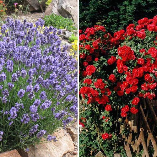 2 sadz, Super oferta! Zestaw róża i lawenda - Sadzonki: Ilość w opakowaniu: 2 sadz