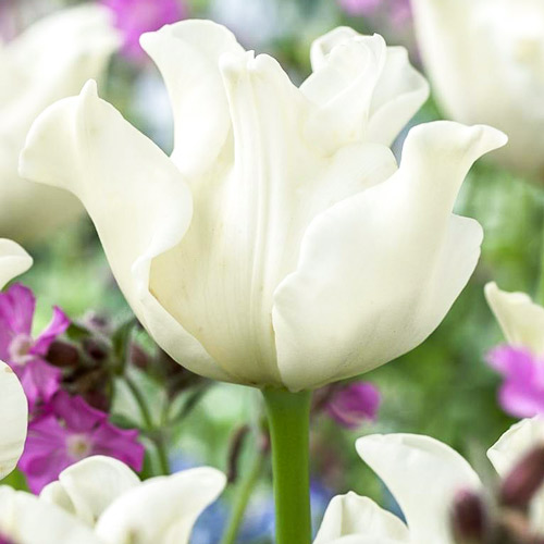 5 szt., Tulipan Liberstar - Cebule: Ilość w opakowaniu: 5 szt.