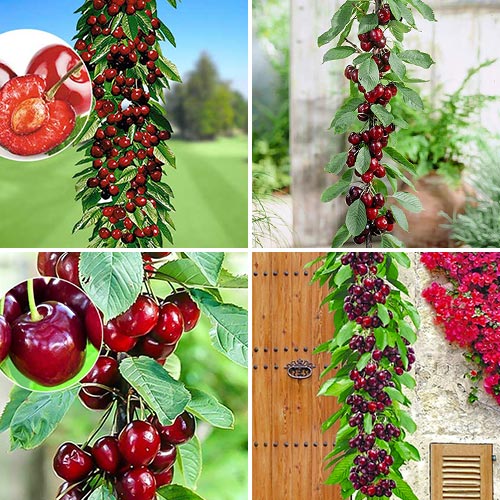 Zestaw czere?ni kolumnowych Royal, 4 sadzonki - Sadzonki: Ilość w opakowaniu: 4 sadz - GradinaMax