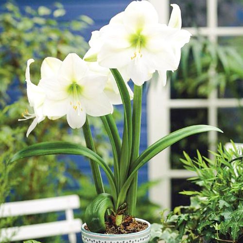 1 szt., Amaryllis (Hippeastrum) Mont Blanc - Cebule: Ilość w opakowaniu: 1 szt.