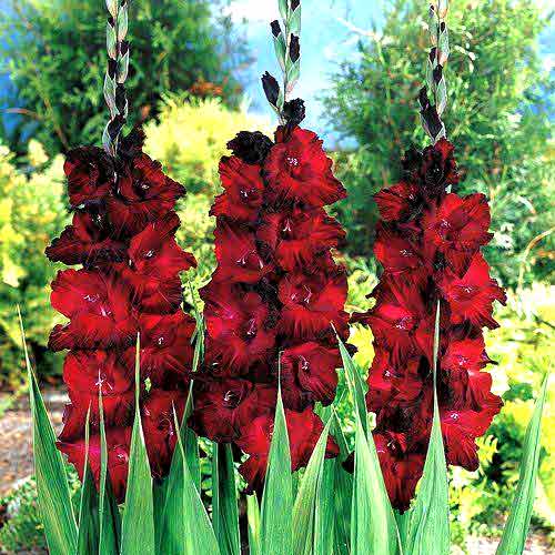 1 szt, Gladiola (Mieczyk) wielkokwiatowy Black Jack - Cebule: Ilość w opakowaniu: 10 cebul