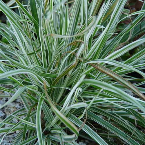 1 sadz, Kupkówka pospolita Variegata - Sadzonki: Ilość w opakowaniu: 1 sadz