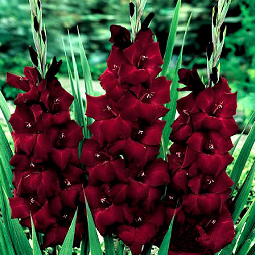 10 cebul, Gladiola Pesara - Cebule: Ilość w opakowaniu: 10 cebul