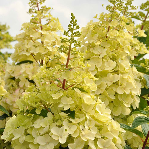 Hortensja bukietowa Candlelight - Sadzonki. Ilość w opakowaniu: 1 sadz - GradinaMax