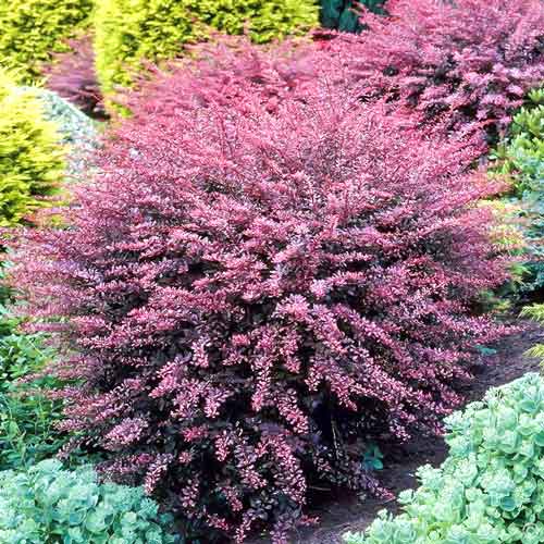 1 sadz, Berberys Thunberga Flamingo - Sadzonki: Ilość w opakowaniu: 1 sadz