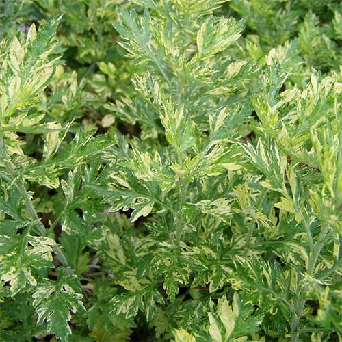 1 sadz, Bylica pospolita Aureovariegata - Sadzonki: Ilość w opakowaniu: 1 sadz