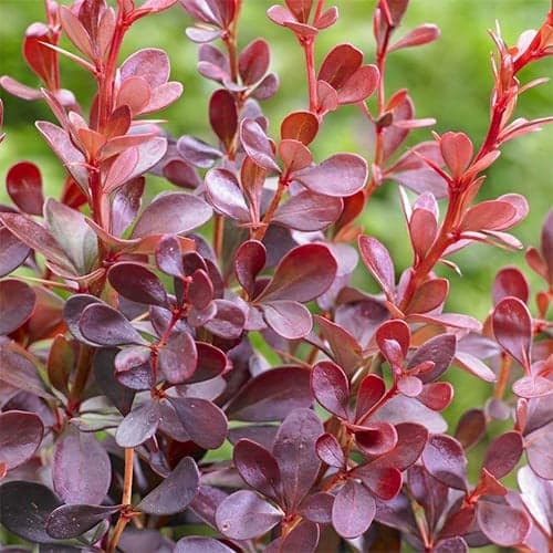 Berberys Thunberga Dart'S Red Lady - Sadzonki: Ilość w opakowaniu: 1 sadz - GradinaMax