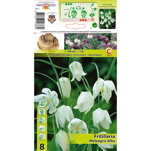Szachownica kostkowata (Fritillaria) Alba - Cebule: Ilość w opakowaniu: 8 szt. - GradinaMax