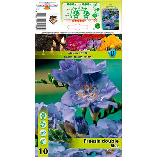 Frezja Double Blue - Cebule, Ilość w opakowaniu: 10 szt. - GradinaMax