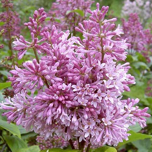 1 sadz, Lilak (Bez) Minuet - Sadzonki: Ilość w opakowaniu: 1 sadz