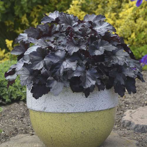 1 sadz, Żurawka (Heuchera) Black Pearl, С2 - Sadzonki: Ilość w opakowaniu: 1 sadz