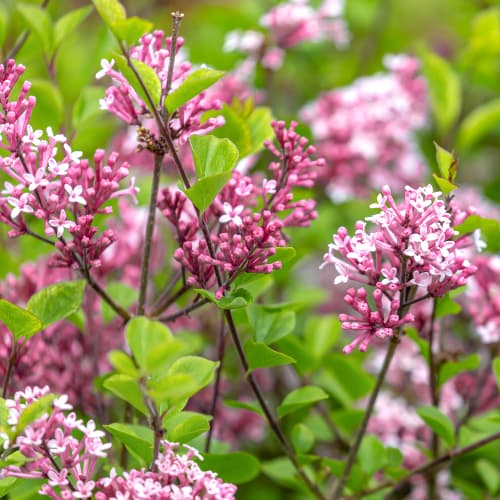 Lilak (Bez) Red Pixie - Sadzonki: Ilość w opakowaniu: 1 sadz - GradinaMax