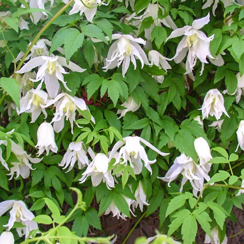 1 szt, Clematis (Powojnik) White Swan - Sadzonki: Ilość w opakowaniu: 1 sadz