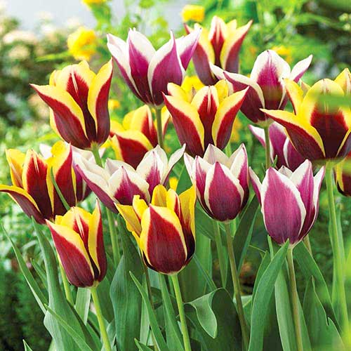 25 szt., Super oferta! Tulipan Triumph, zestaw 2 odmian - Cebule: Ilość w opakowaniu: 25 szt.