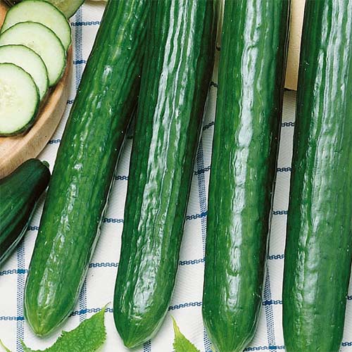 1 szt, Ogórek Saladin F1 - Nasiona: Ilość w opakowaniu: 1 g