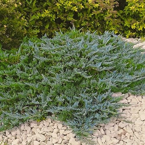 Jałowiec płożący Blue Chip - Sadzonki: Ilość w opakowaniu: 1 sadz - GradinaMax