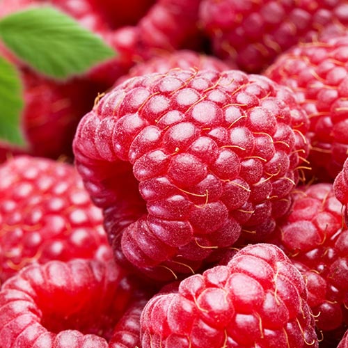 1 szt., Malina Gigant czerwona - Sadzonki: Ilość w opakowaniu: 1 szt.