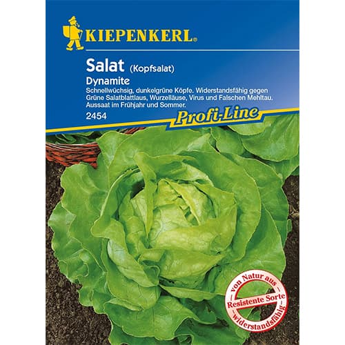 Sałata głowiasta Dynamite - Nasiona. Ilość w opakowaniu: 1 opak - GradinaMax