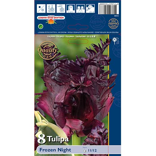 Tulipan papuzi Frozen Night - Cebule: Ilość w opakowaniu: 8 szt. - GradinaMax