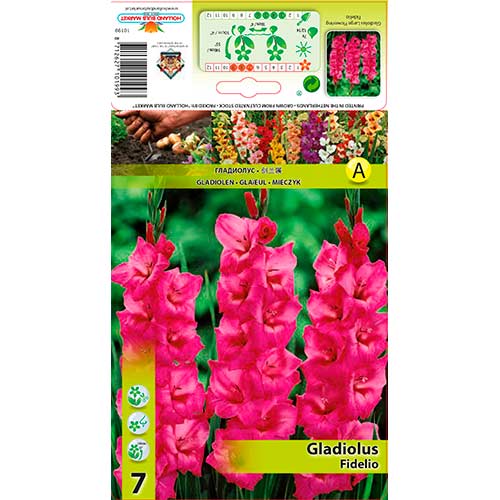7 szt., Gladiola (Mieczyk) Fidelio - Cebule: Ilość w opakowaniu: 7 szt.