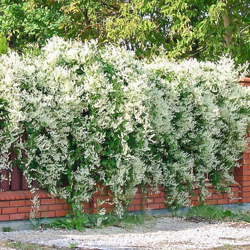 1 sadz, Rdest Auberta - Sadzonki: Ilość w opakowaniu: 1 sadz