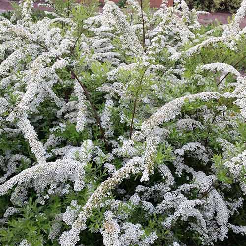 1 sadz, Tawuła nippońska White Carpet - Sadzonki: Ilość w opakowaniu: 1 sadz