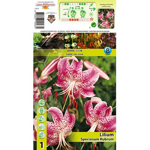 1 szt, Lilia Speciosum Rubrum - Cebule: Ilość w opakowaniu: 2 cebul