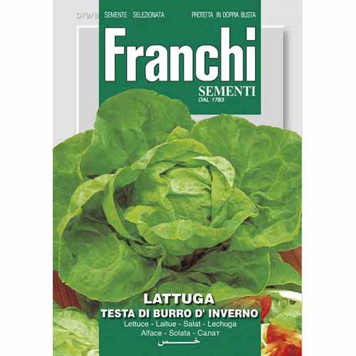 1 szt, Sałata masłowa Testa di Burro d'Inverno Morami - Nasiona: Ilość w opakowaniu: 10 g