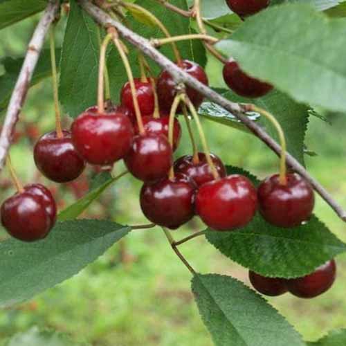 1 sadz, Wiśnia Kelleris - Sadzonki: Ilość w opakowaniu: 1 sadz