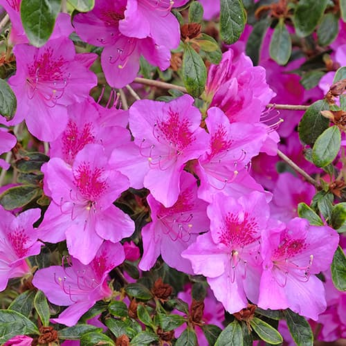 Azalia japonska Konigstein - Sadzonki: Ilość w opakowaniu: 1 sadz - GradinaMax