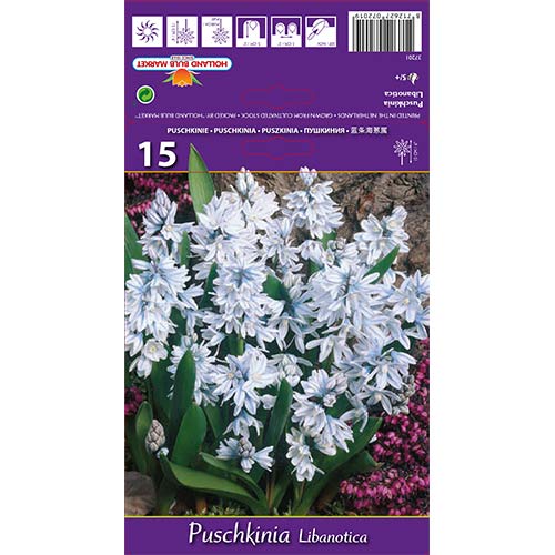 15 szt., Puszkinia Libanotica - Cebule: Ilość w opakowaniu: 15 szt.