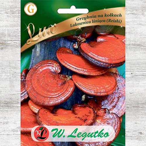 1 szt, Lakownica lśniąca - grzybnia na kołkach - Grzybnia: Ilość w opakowaniu: 20 szt