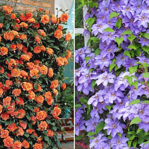 2 sadz, Super oferta! Zestaw Paleta kolorów, róża i clematis - Sadzonki: Ilość w opakowaniu: 2 sadz