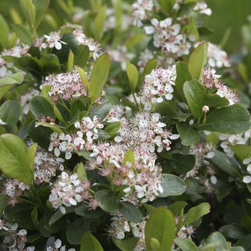 1 sadz, Aronia czarnoowocowa Revontuli Spreader PBR, С3 - Sadzonki: Ilość w opakowaniu: 1 sadz