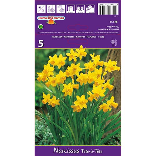 Narcyz miniaturowy Tete-a-Tete - Cebule: Ilość w opakowaniu: 5 szt. - GradinaMax