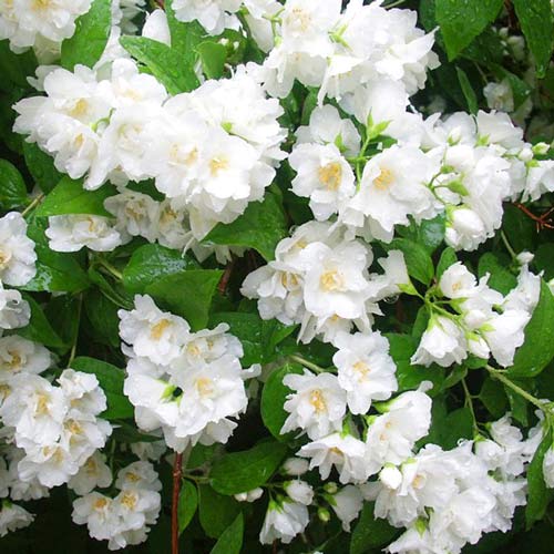 Jaśminowiec Mont Blanc - Sadzonki: Ilość w opakowaniu: 1 sadz - GradinaMax