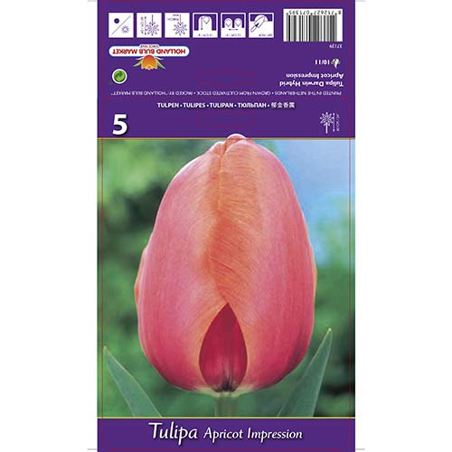 Tulipan Darwina Apricot Impression - Cebule: Ilość w opakowaniu: 5 szt. - GradinaMax
