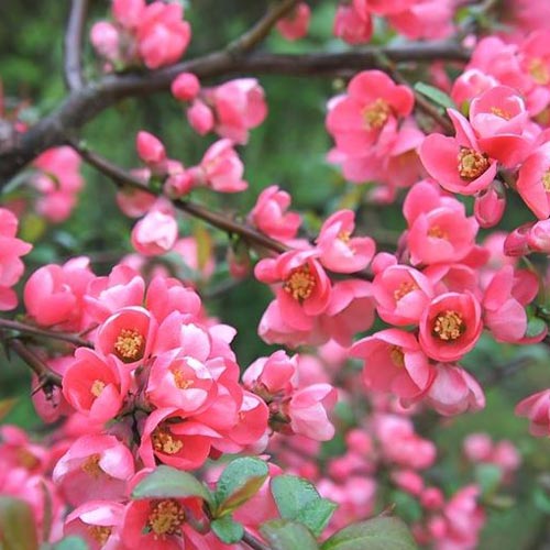 Pigwowiec japoński Pink Queen - Sadzonki: Ilość w opakowaniu: 1 sadz - GradinaMax