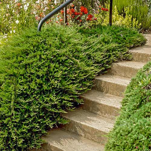 1 sadz, Jałowiec pospolity Repanda - Sadzonki: Ilość w opakowaniu: 1 sadz