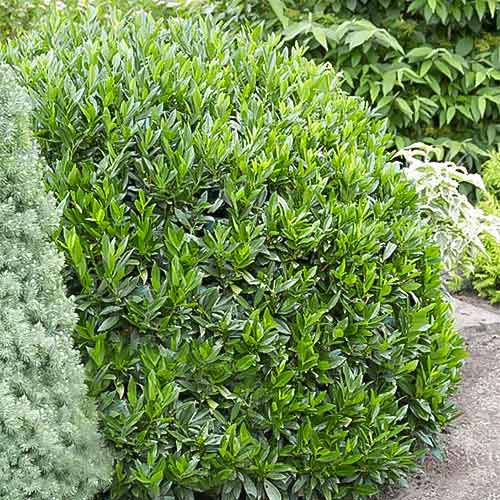 1 sadz, Laurowiśnia wschodnia Gajo - Sadzonki: Ilość w opakowaniu: 1 sadz