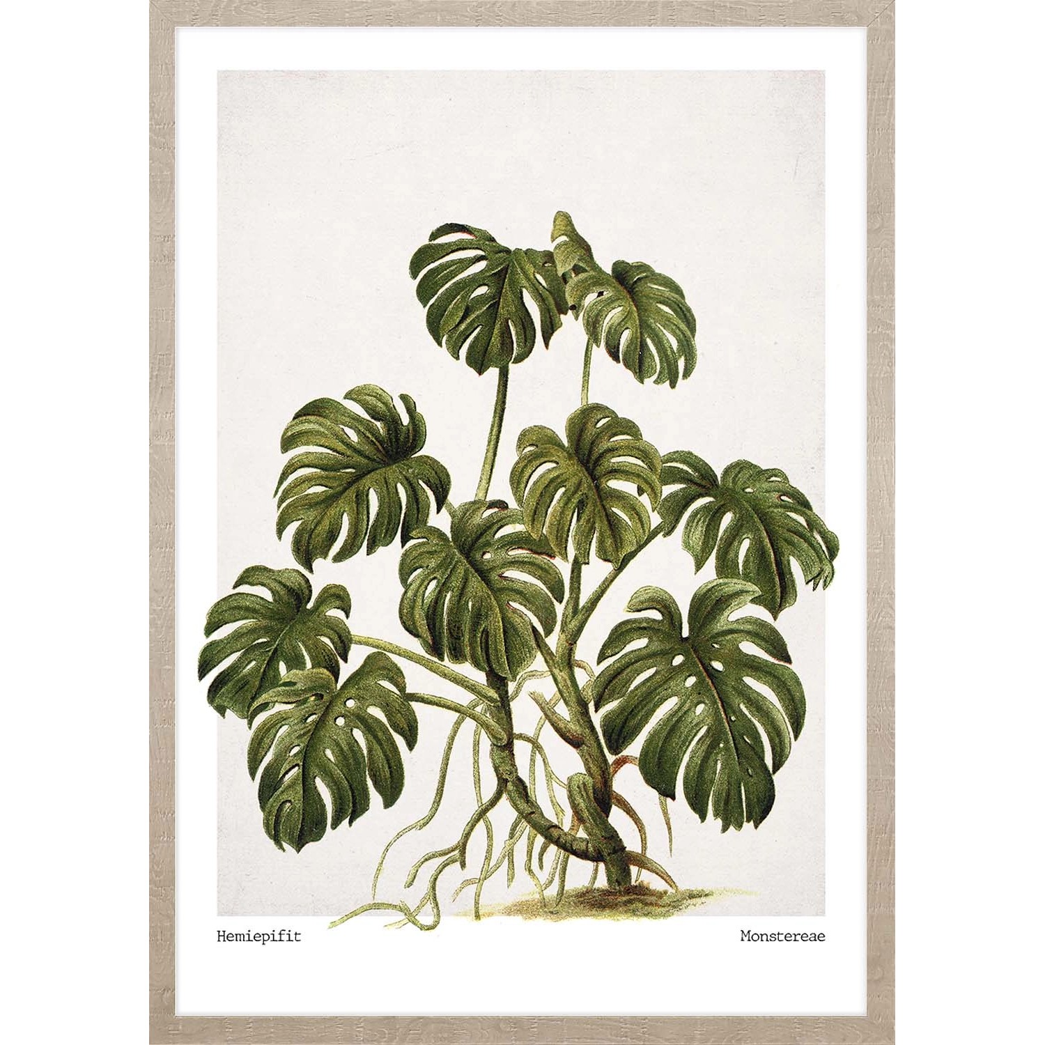 ARS LONGA Obraz MONSTERA LEAVES 53 x 73 cm
